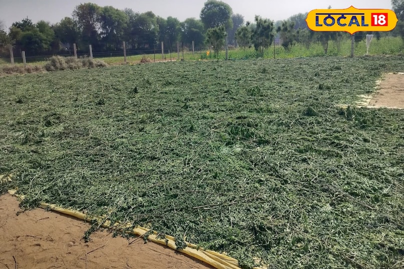 सहजन के पत्ते सहजन के पत्ते