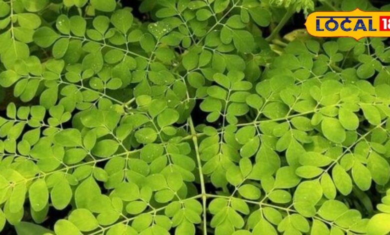 सहजन की पत्तियाँ: Natural Superfood for Winter Health – पोषण और स्वास्थ्य