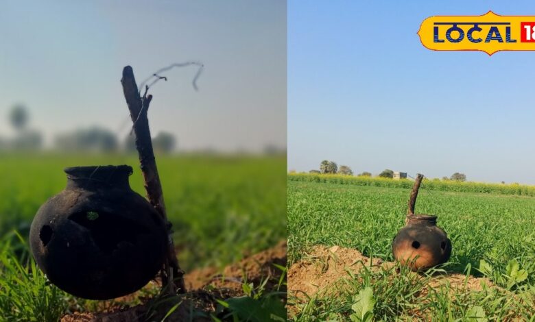 भरतपुर किसानों का देसी जुगाड़! आवारा पशुओं से ऐसे बचा रहे गेहूं की फसल, लागत भी है बेहद कम