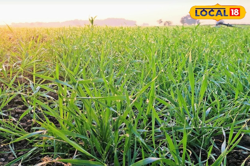 उत्तरी हवा से पारा 10° से नीचे, गेहूं–रायड़ा की ग्रोथ तेज, किसानों के लिए राहत का मौसम... उत्तरी हवा से पारा 10° से नीचे, गेहूं–रायड़ा की ग्रोथ तेज, किसानों के लिए राहत का मौसम...