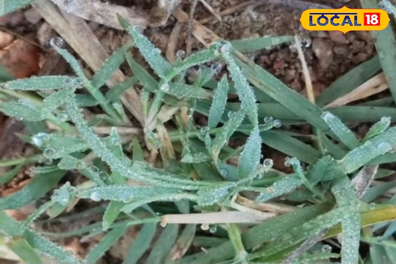 उत्तरी हवा से पारा 10° से नीचे, गेहूं–रायड़ा की ग्रोथ तेज, किसानों के लिए राहत का मौसम... उत्तरी हवा से पारा 10° से नीचे, गेहूं–रायड़ा की ग्रोथ तेज, किसानों के लिए राहत का मौसम...