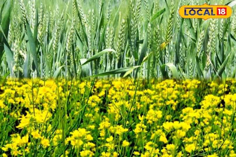 उत्तरी हवा से पारा 10° से नीचे, गेहूं–रायड़ा की ग्रोथ तेज, किसानों के लिए राहत का मौसम... उत्तरी हवा से पारा 10° से नीचे, गेहूं–रायड़ा की ग्रोथ तेज, किसानों के लिए राहत का मौसम...