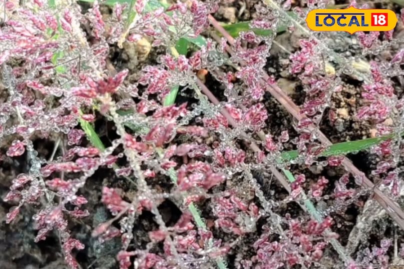 उत्तरी हवा से पारा 10° से नीचे, गेहूं–रायड़ा की ग्रोथ तेज, किसानों के लिए राहत का मौसम... उत्तरी हवा से पारा 10° से नीचे, गेहूं–रायड़ा की ग्रोथ तेज, किसानों के लिए राहत का मौसम...