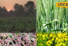 जालोर में ठंड हुई तेज, तापमान 10° से नीचे, कृषि विशेषज्ञ बोले...गेहूं और सरसों के लिए ‘बेहद फायदेमंद’ मौसम