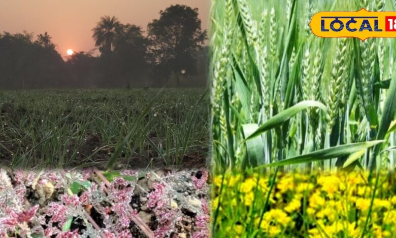 जालोर में ठंड हुई तेज, तापमान 10° से नीचे, कृषि विशेषज्ञ बोले...गेहूं और सरसों के लिए ‘बेहद फायदेमंद’ मौसम