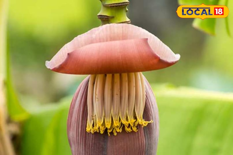 हेल्थ टिप 