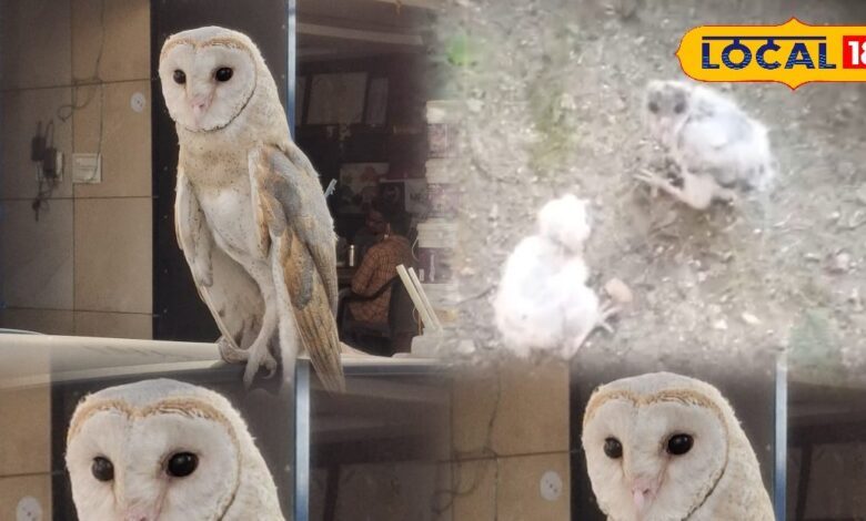 ये क्या था! अचानक शहर में दिखा डरावना नजारा, कार की छत पर बैठा दिखा विशालकाय पक्षी, सोशल मीडिया पर वायरल