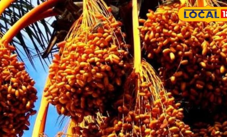 खजूर की खेती से किसान कर सकते हैं बंपर कमाई, एक पेड़ से 200 किलो तक उत्पादन संभव, अपनाएं ये स्मार्ट तकनीक