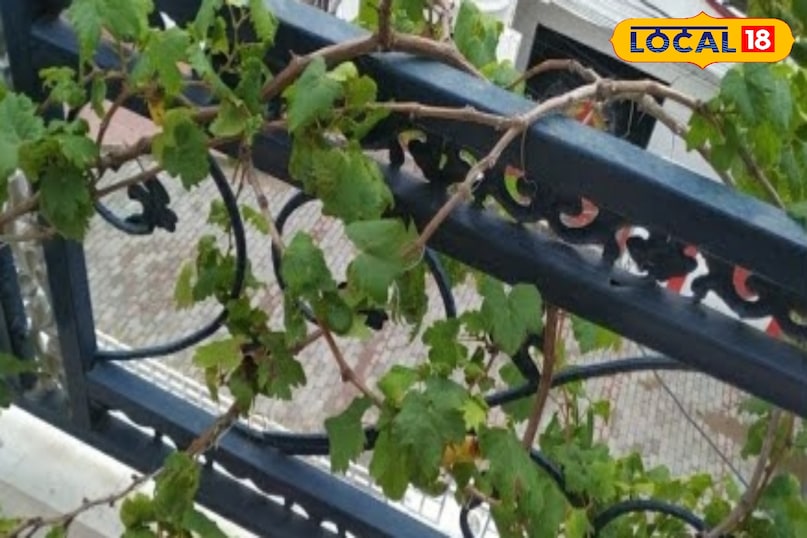 अंगूर की बेल अंगूर की बेल