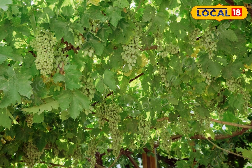 अंगूर की बेल अंगूर की बेल