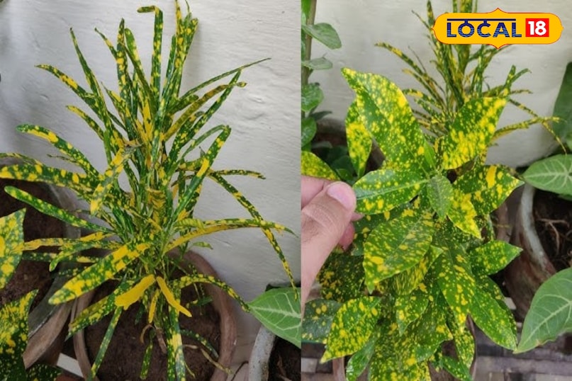 होम गार्डेनिंग 