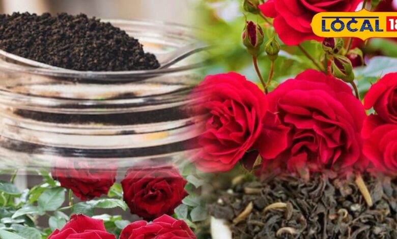 used tea leaves for roses | tea leaves fertilizer | rose plant growth tips | organic fertilizer for roses | increase rose flowers | home gardening hacks | how to use tea leaves for plants