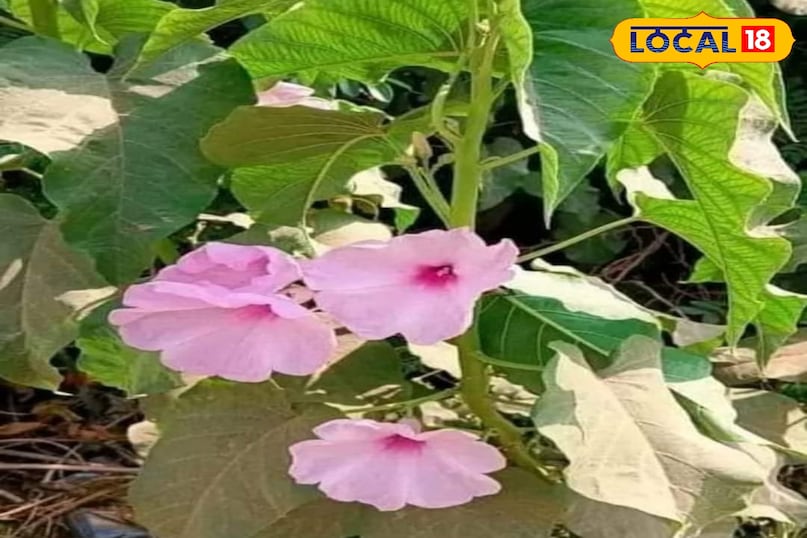 हेल्थ टिप 