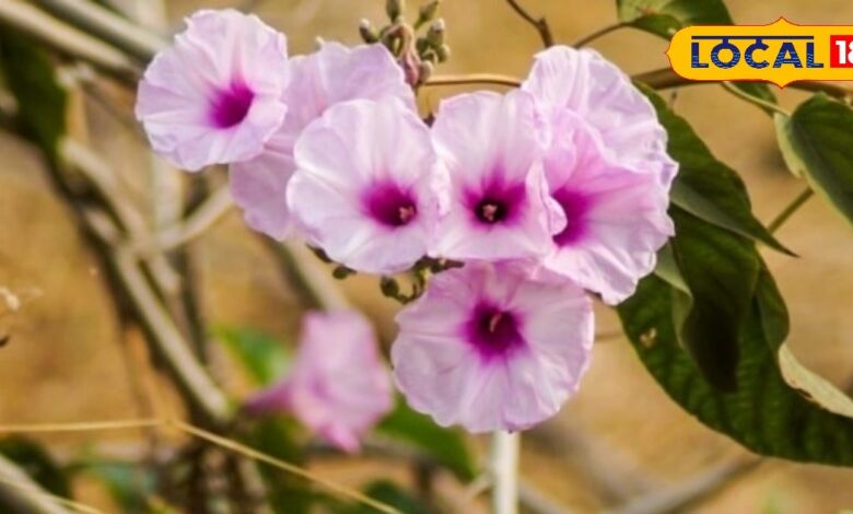 बेहया पौधा Ipomoea carnea के औषधीय गुण और घरेलू इलाज में उपयोग.