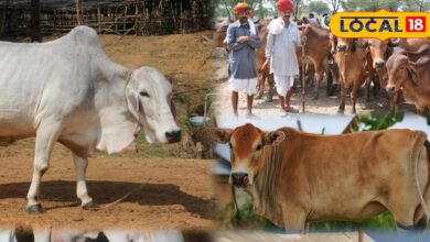 दूध, गोबर और गोमूत्र: गाय पालन से बनाएं स्थायी आय, कौन सी सही नस्ल और देखभाल का तरीका!