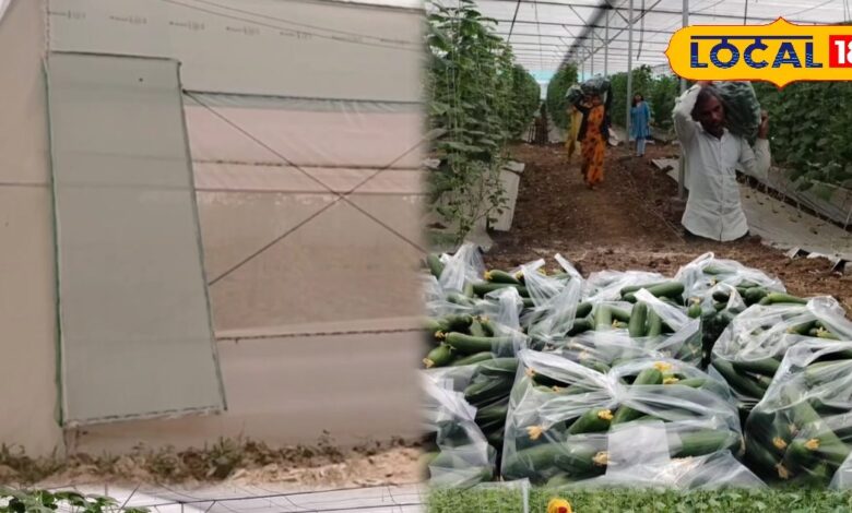 Agriculture Update | Polyhouse and Shednet Installation Made Easy for Farmers . Agriculture Tips