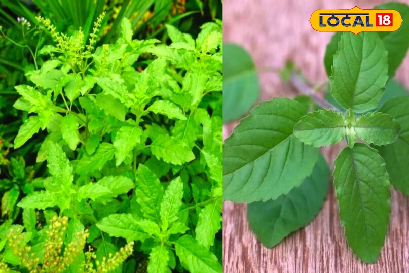 Gardening Tips Gardening Tips