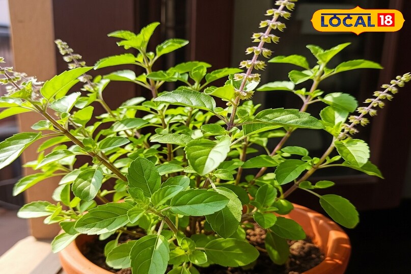 Gardening Tips Gardening Tips