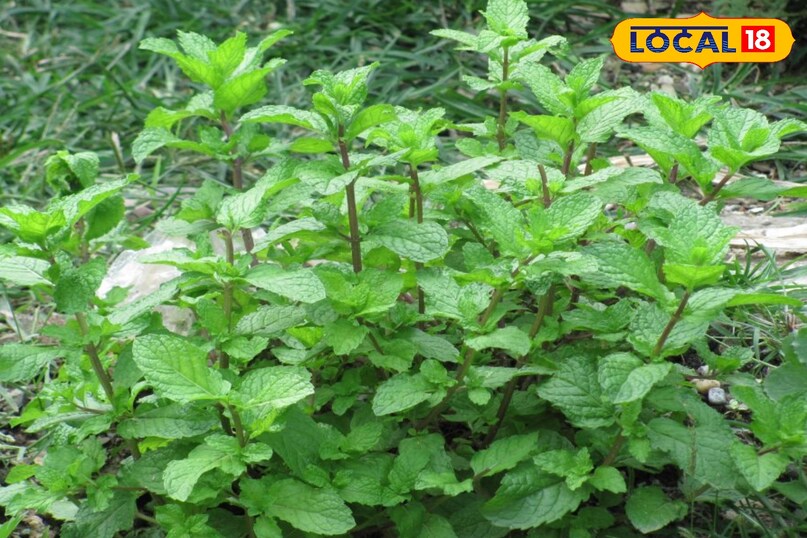 Gardening Tips Gardening Tips