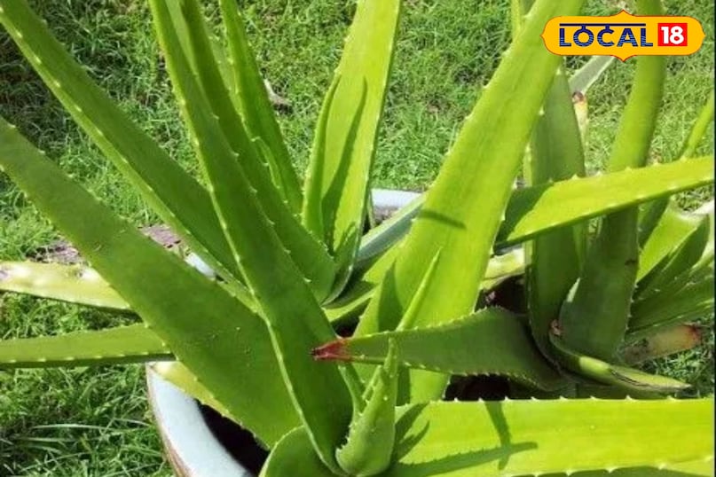 Gardening Tips Gardening Tips