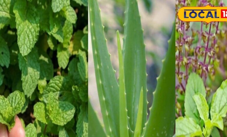 घर के गार्डन में लगाएं ये तीन सुपर हर्बल प्लांट्स, कम देखभाल में भी फलते-फूलते हैं, सेहत के लिए तीनों है पावरहाउस - Rajasthan News