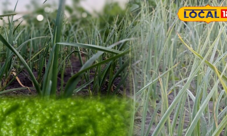 लहसुन के हरे पत्ते सर्दियों में स्वाद और सेहत के लिए फायदेमंद.