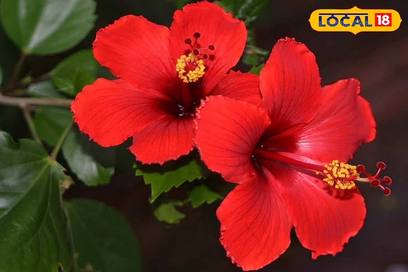 गार्डेनिंग टिप्स 