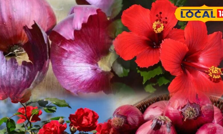 onion peel fertilizer | organic gardening tips | natural fertilizer for plants | increase soil fertility naturally | hibiscus flowering tips | rose plant care organic