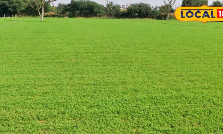 नागौर पान मैथी की खेती से किसानों की आमदनी बढ़ी, देश विदेश में मांग.