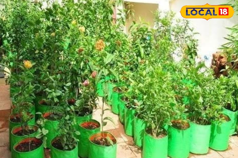 ग्रो बैग में रोप गए पौधे 