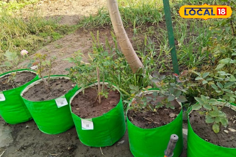 ग्रो बैग में गार्डनिंग 