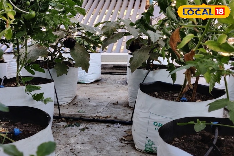 ग्रो बैग में गार्डनिंग 