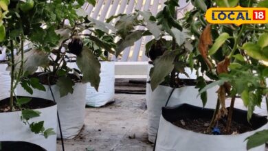 Gardening Tips | Grow Bag Gardening | Home Garden Grow Bags | Grow Bag vs Pots | Terrace Gardening Tips | Low Cost Gardening | Kitchen Garden Grow Bags