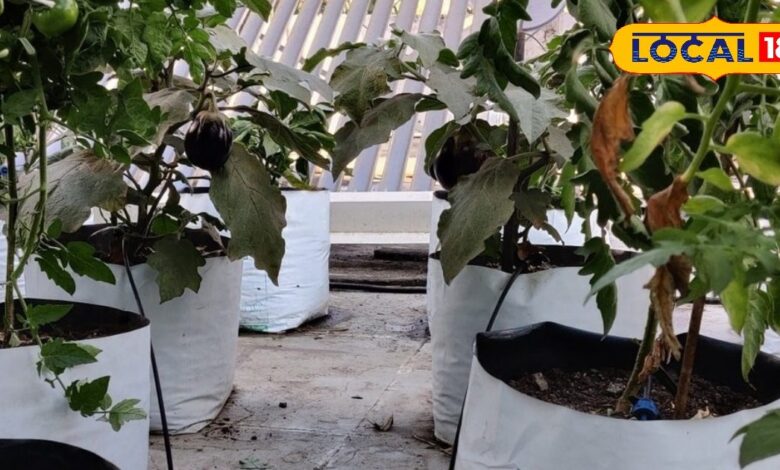 Gardening Tips | Grow Bag Gardening | Home Garden Grow Bags | Grow Bag vs Pots | Terrace Gardening Tips | Low Cost Gardening | Kitchen Garden Grow Bags