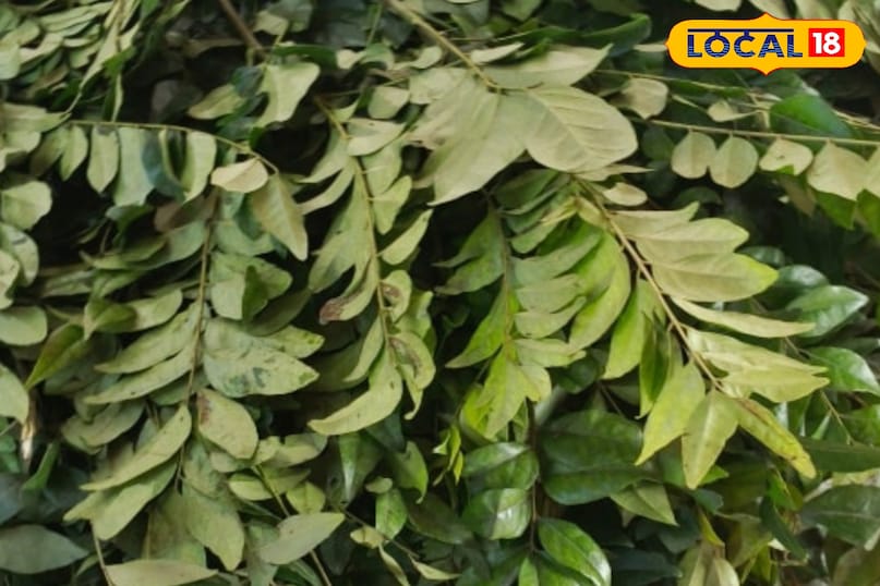 करी पत्ता का पौधा