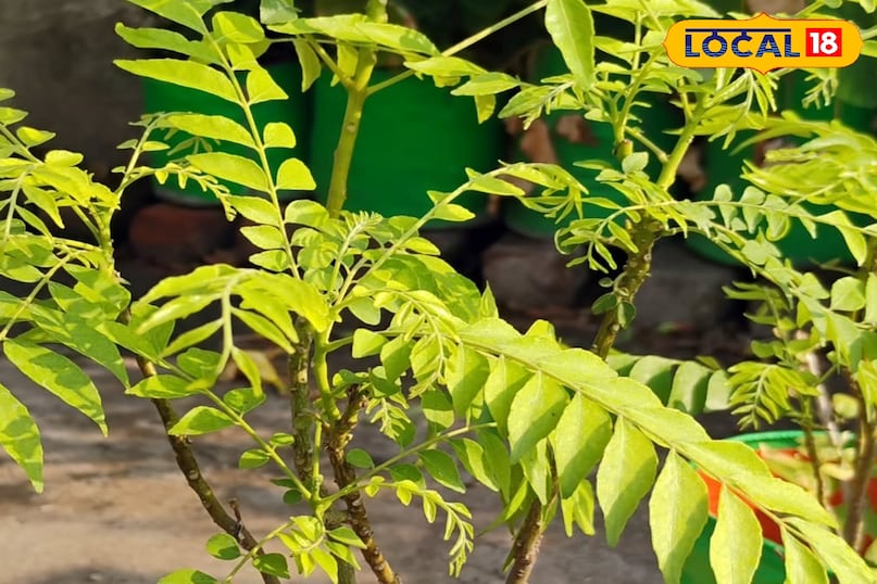 कड़ी पत्ता