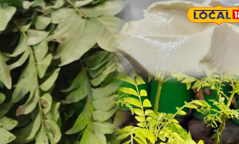 Curry Leaf Plant Care | Gardening Tips | Kari Patta Plant Growth | Home Garden Tips | Organic Fertilizer for Curry Leaf | Kitchen Waste Gardening | Curry Leaf Plant Healthy