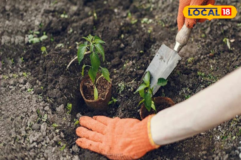 Gardening Tips Gardening Tips