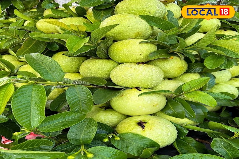 गार्डेनिंग टिप्स गार्डेनिंग टिप्स