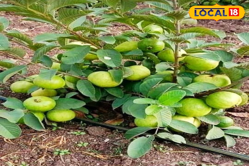 गार्डेनिंग टिप्स गार्डेनिंग टिप्स