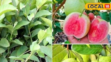 How to Grow Thai Pink Guava on Terrace | Easy Home Gardening Tips