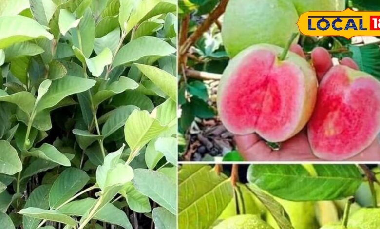 How to Grow Thai Pink Guava on Terrace | Easy Home Gardening Tips