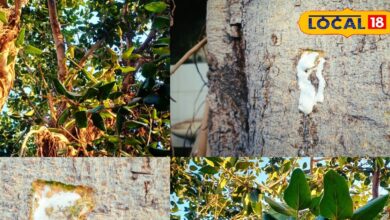 Benefits of Banyan Tree Milk for Skin Diseases and Boils: Home Remedies.