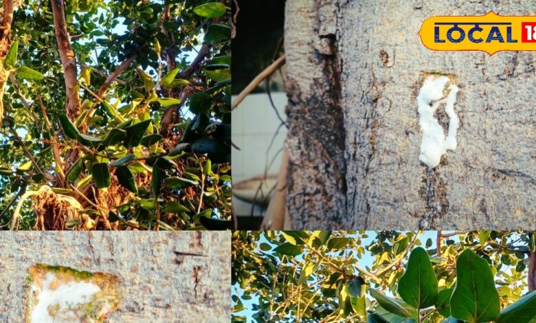 Benefits of Banyan Tree Milk for Skin Diseases and Boils: Home Remedies.