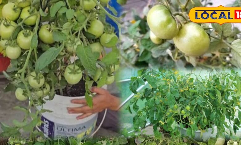 गार्डनिंग टिप्स: घर पर आसान तरीके से लगाएं टमाटर का पौधा, हर दिन पाएं ताजे टमाटर का सलाद
