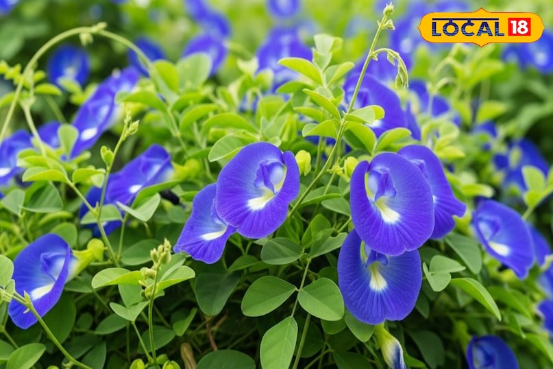 गार्डेनिंग टिप्स 