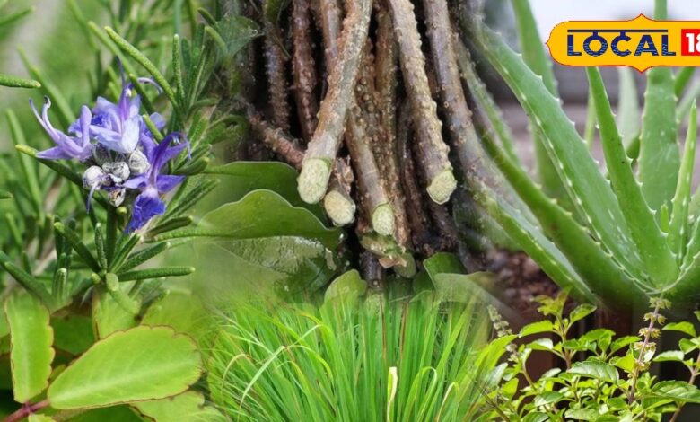 Medicinal Plants at Home | Healing Plants for Home Garden | Tulsi Health Benefits | Giloy Medicinal Uses | Rosemary Health Benefits | Kitchen Garden Medicinal Plants