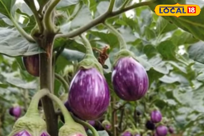 बैंगन की गार्डनिंग 