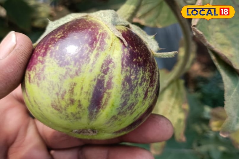 बैंगन की गार्डनिंग 