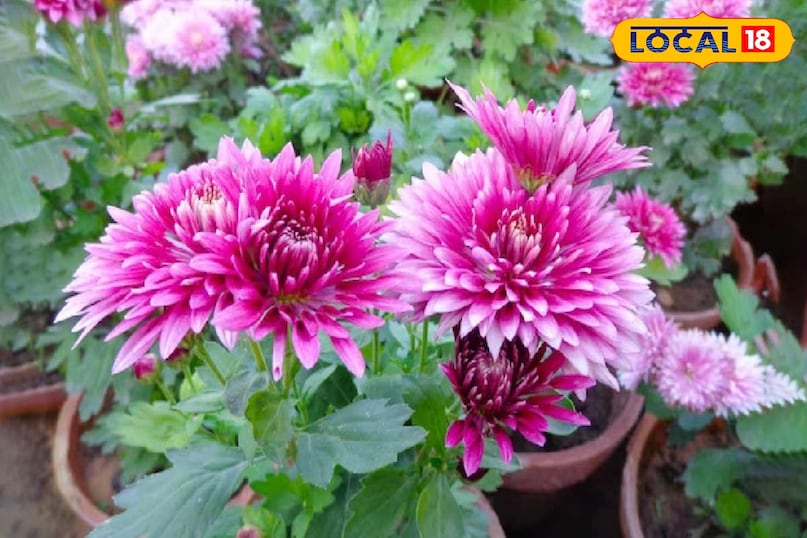 गार्डेनिंग टिप्स गार्डेनिंग टिप्स